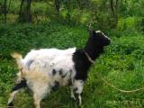 продаю свійсько тварину козу... оголошення Bazarok.ua