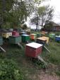 Продам пчело семьи.Отводки... Оголошення Bazarok.ua