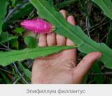 Растение Эпифиллум Филлангус... Объявления Bazarok.ua