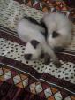 Чудесные тайские котята... Объявления Bazarok.ua