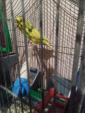 Хвилястий папуга жовто зелений... Объявления Bazarok.ua