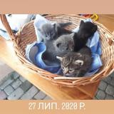 Кошенята... Оголошення Bazarok.ua
