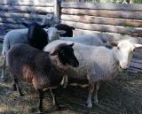 Продам овец романовской породы... Оголошення Bazarok.ua