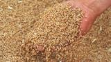 Закупівля зерна: пшениця, ячмінь, гречка, горох, просо... Оголошення Bazarok.ua