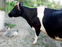 Продається молочна корова... Объявления Bazarok.ua
