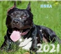 Пропала собака Стаффордширский терьер черного цвета,10месяцев... Оголошення Bazarok.ua