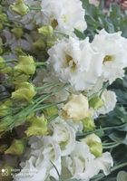 Продам зріз квітів еустоми... Оголошення Bazarok.ua