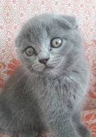 Продам веслоухих котят... Оголошення Bazarok.ua