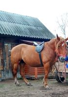 Продам велику жеребну кобилу та лошатко від великого жеребця... оголошення Bazarok.ua