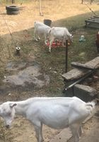 Продам трех коз... Оголошення Bazarok.ua