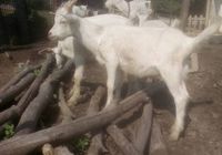 Продам коз ,козлят,(весна 2021)0635308663... Оголошення Bazarok.ua