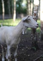 Продам дві кози і козенят... Оголошення Bazarok.ua