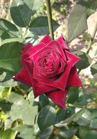 Продаю саджанці троянд... Оголошення Bazarok.ua