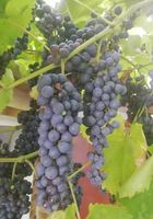 Продам виноград... Объявления Bazarok.ua