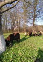 Продам овец и баранов романовской породы... Оголошення Bazarok.ua