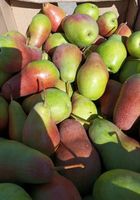 Продам плоди груші талгарка (паріжанка)... оголошення Bazarok.ua