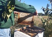 Продам пчелосемьи... Оголошення Bazarok.ua