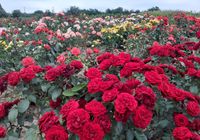 Троянди... оголошення Bazarok.ua