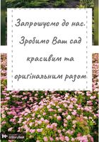 Декоративні рослини від виробника... Оголошення Bazarok.ua