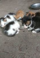 Маленькие котята... Объявления Bazarok.ua