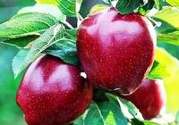 Продам оптом яблука та грушу... оголошення Bazarok.ua