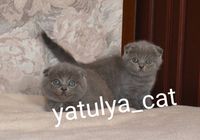Шотландские голубые котята... Объявления Bazarok.ua