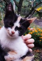 Чудесный котенок ищет любящую и заботливую семью... Объявления Bazarok.ua