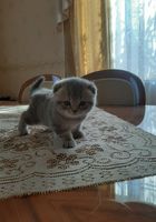 Продаются котята... оголошення Bazarok.ua