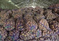 Продам велику картоплю... Объявления Bazarok.ua