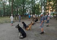 Дрессировка собак... Объявления Bazarok.ua