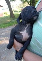 Продам хороших щенят Пітбулів народились 22.07... Оголошення Bazarok.ua