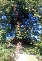 Продам Дерева Липу на вулики Мебель або Дрова,Под Срез,самовывозом... Объявления Bazarok.ua
