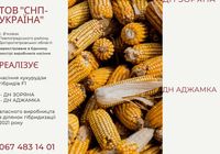 Семена кукурузы F1... Оголошення Bazarok.ua