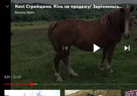 Продаж Коней... Оголошення Bazarok.ua