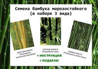 Семена бамбука морозостойкого 3 вида... оголошення Bazarok.ua