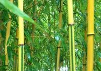 Семена бамбука Phyllostachys Spectabilis (25 шт)... оголошення Bazarok.ua