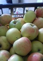 Продаються смачні яблука... Оголошення Bazarok.ua