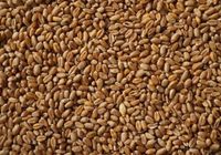 Продам зерно пшеницы.... оголошення Bazarok.ua