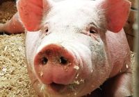Продам свиней 120-135 кг... Оголошення Bazarok.ua
