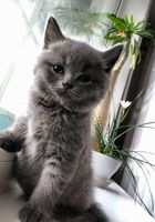 Британские чистокровные котята... Оголошення Bazarok.ua