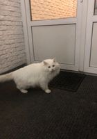 Пропал кот по кличке Тима... Объявления Bazarok.ua