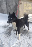 Отдам бесплатно собаку... Оголошення Bazarok.ua
