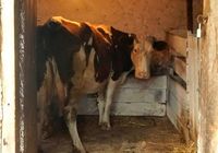 Продам корову по низькій ціні... Оголошення Bazarok.ua