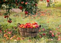 Продам 3- х летние саженцы яблони опт и розница... Объявления Bazarok.ua