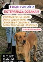Загубився пес... оголошення Bazarok.ua