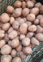 Продам картофель... оголошення Bazarok.ua