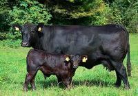 Спермопродукція биків плідників м’ясних, молочних та м’ясо-молочних порід... оголошення Bazarok.ua