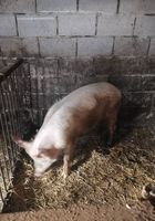Продам свинку... оголошення Bazarok.ua
