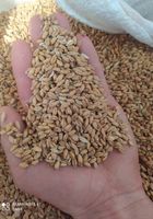 Породам пшеницю... оголошення Bazarok.ua