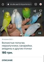 Куплю попугая волниктого... Оголошення Bazarok.ua